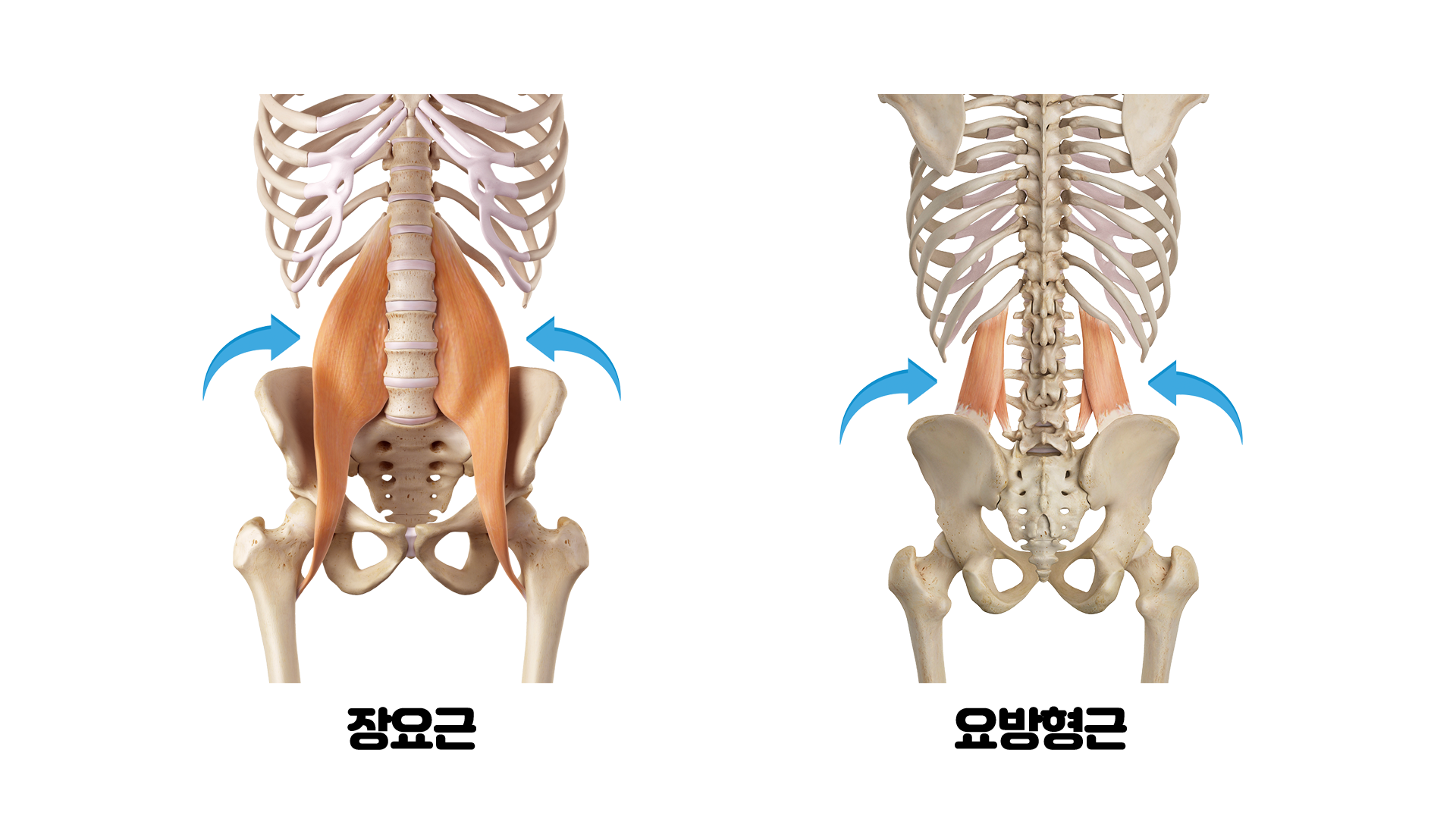장요근,요방형근